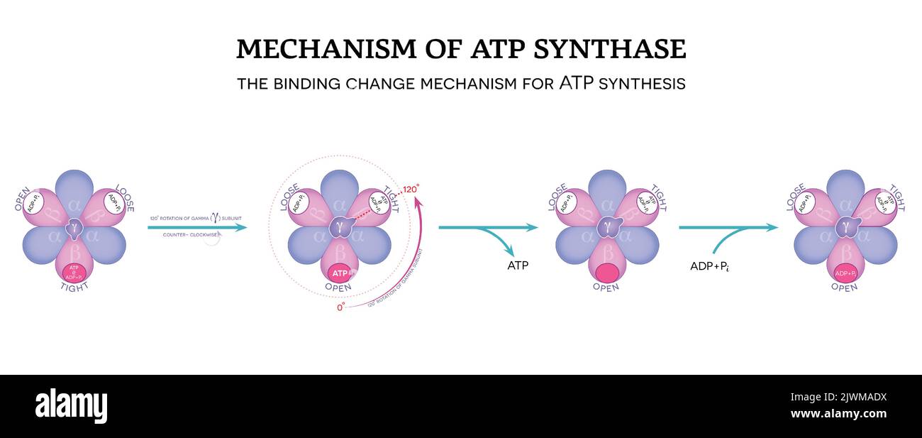 Mécanisme de l'ATP synthase. Le mécanisme de changement de liaison pour la synthèse de l'ATP. rotation de 120° de la sous-unité gamma (γ) dans le sens inverse des aiguilles d'une montre. Illustration de Vecteur
