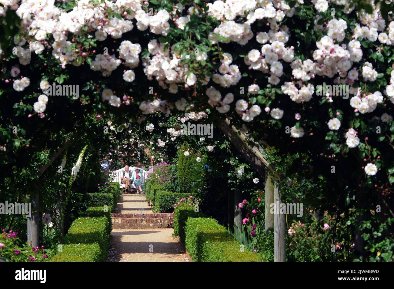 C'EST UNE BONNE ANNÉE POUR LES ROSES. LE CÉLÈBRE JARDIN DE ROSES DE L'ABBAYE DE MOTTISFONT EST INONDÉ DE COULEURS TANDIS QUE LES VISITEURS SE RENDENT DANS LA PROPRIÉTÉ DE CONFIANCE NATIONALE POUR VOIR CE QUI A ÉTÉ DESCRIBNED COMME ''LE MEILLEUR AFFICHAGE DEPUIS DES ANNÉES.'. PHOTO MIKE WALKER, PHOTOS MIKE WALKER, 2013 Banque D'Images