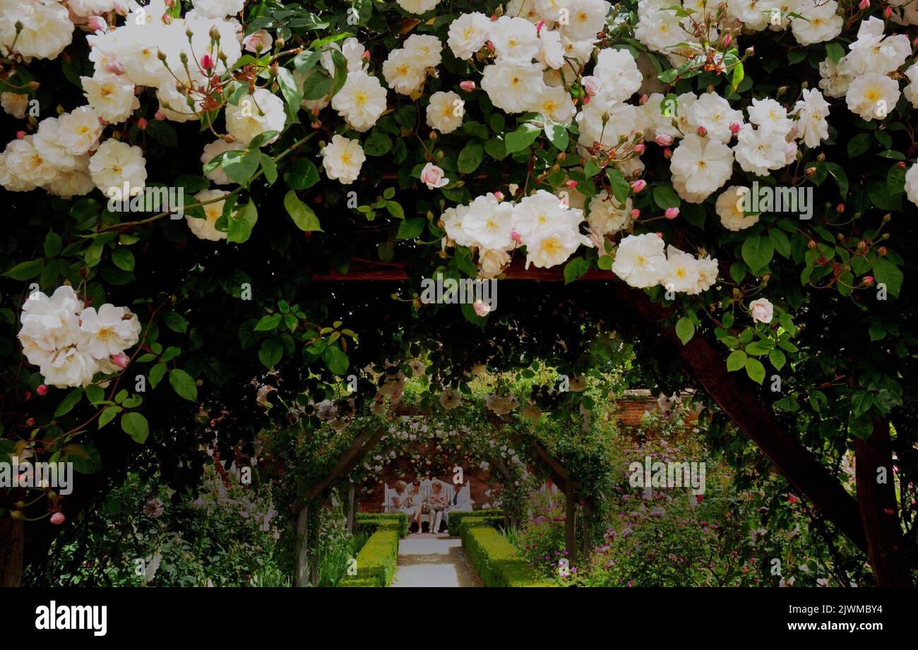 C'EST UNE BONNE ANNÉE POUR LES ROSES. LE CÉLÈBRE JARDIN DE ROSES DE L'ABBAYE DE MOTTISFONT EST INONDÉ DE COULEURS TANDIS QUE LES VISITEURS SE RENDENT DANS LA PROPRIÉTÉ DE CONFIANCE NATIONALE POUR VOIR CE QUI A ÉTÉ DESCRIBNED COMME ''LE MEILLEUR AFFICHAGE DEPUIS DES ANNÉES.'. PHOTO MIKE WALKER, PHOTOS MIKE WALKER, 2013 Banque D'Images