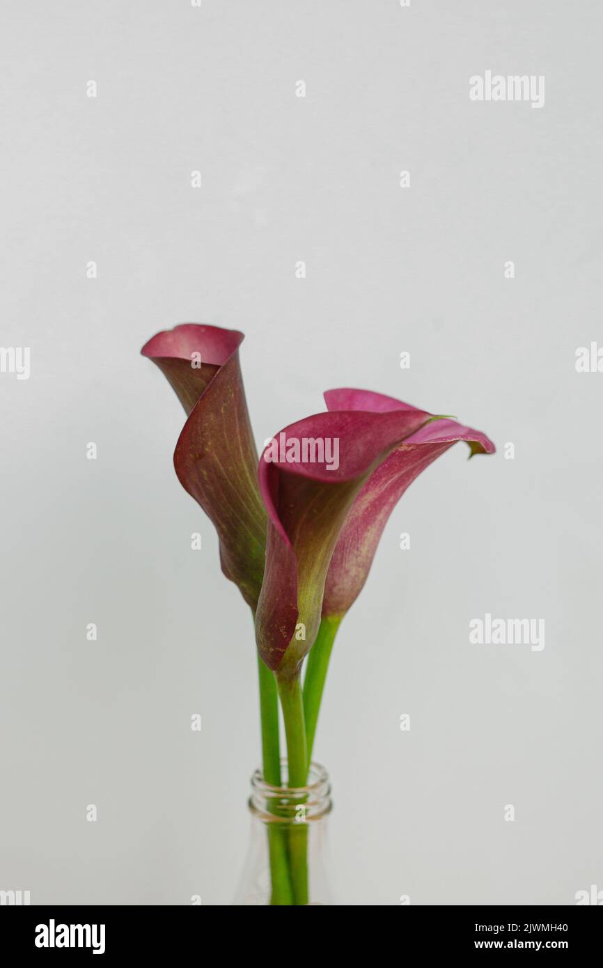 Calla Lily fleuriste sur fond de blanc Banque D'Images