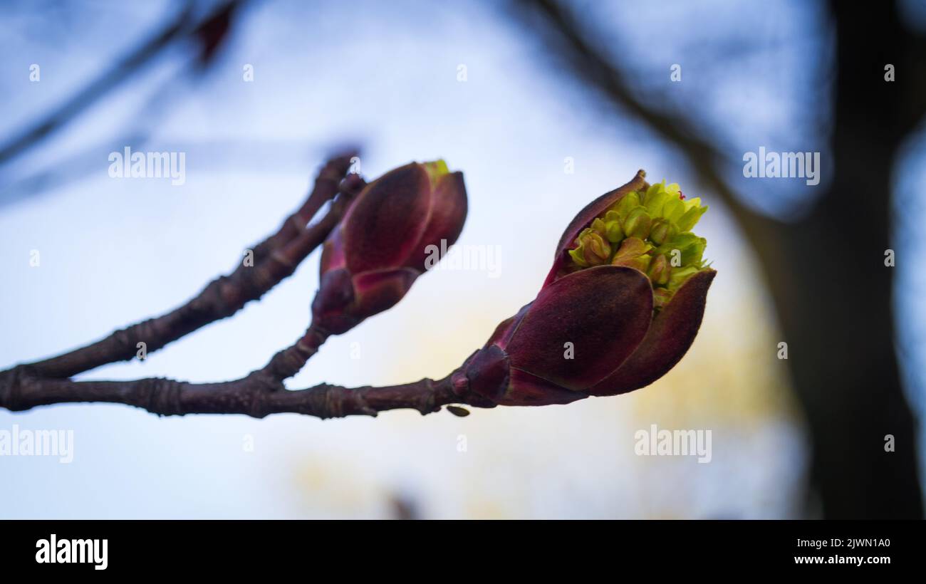 Macro d'arbre en fleur au début du printemps Banque D'Images