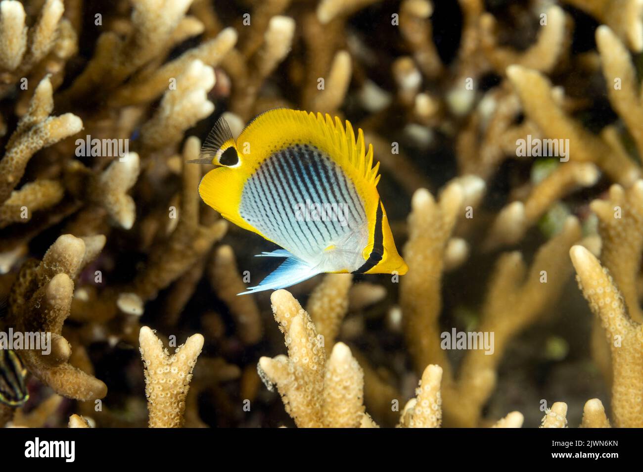 Juvéniles de butterflyfish, Chaetodon ocellicaudus, Raja Ampat Indonésie Banque D'Images