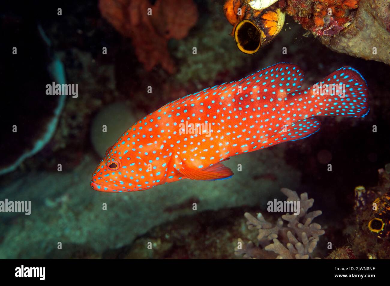 Mérou de corail, Cephalopholis miniata, Raja Ampat, Papouasie-Ouest, Indonésie. Banque D'Images