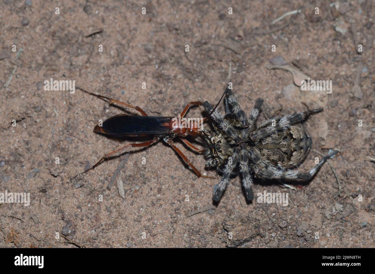 Spider Wasp, Tachypompilus ferrugineus, tractage de l'araignée de pêche à bagués, Dolomedes albineus Banque D'Images