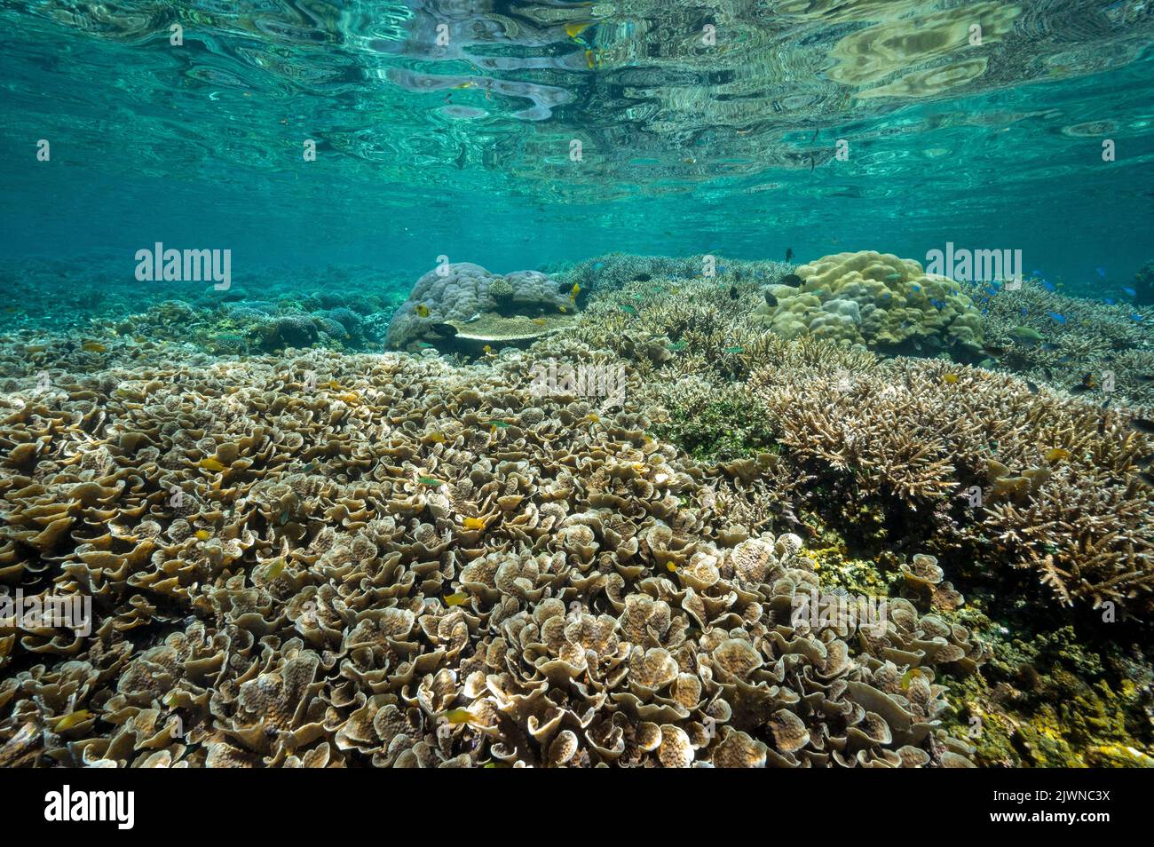 Récif pittoresque avec des coraux Acropora Raja Ampat Indonésie. Banque D'Images