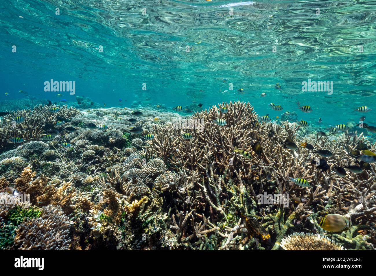 Récif pittoresque avec des coraux Acropora Raja Ampat Indonésie. Banque D'Images