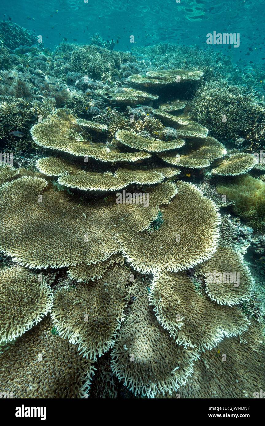 Récif pittoresque avec des coraux Acropora Raja Ampat Indonésie. Banque D'Images