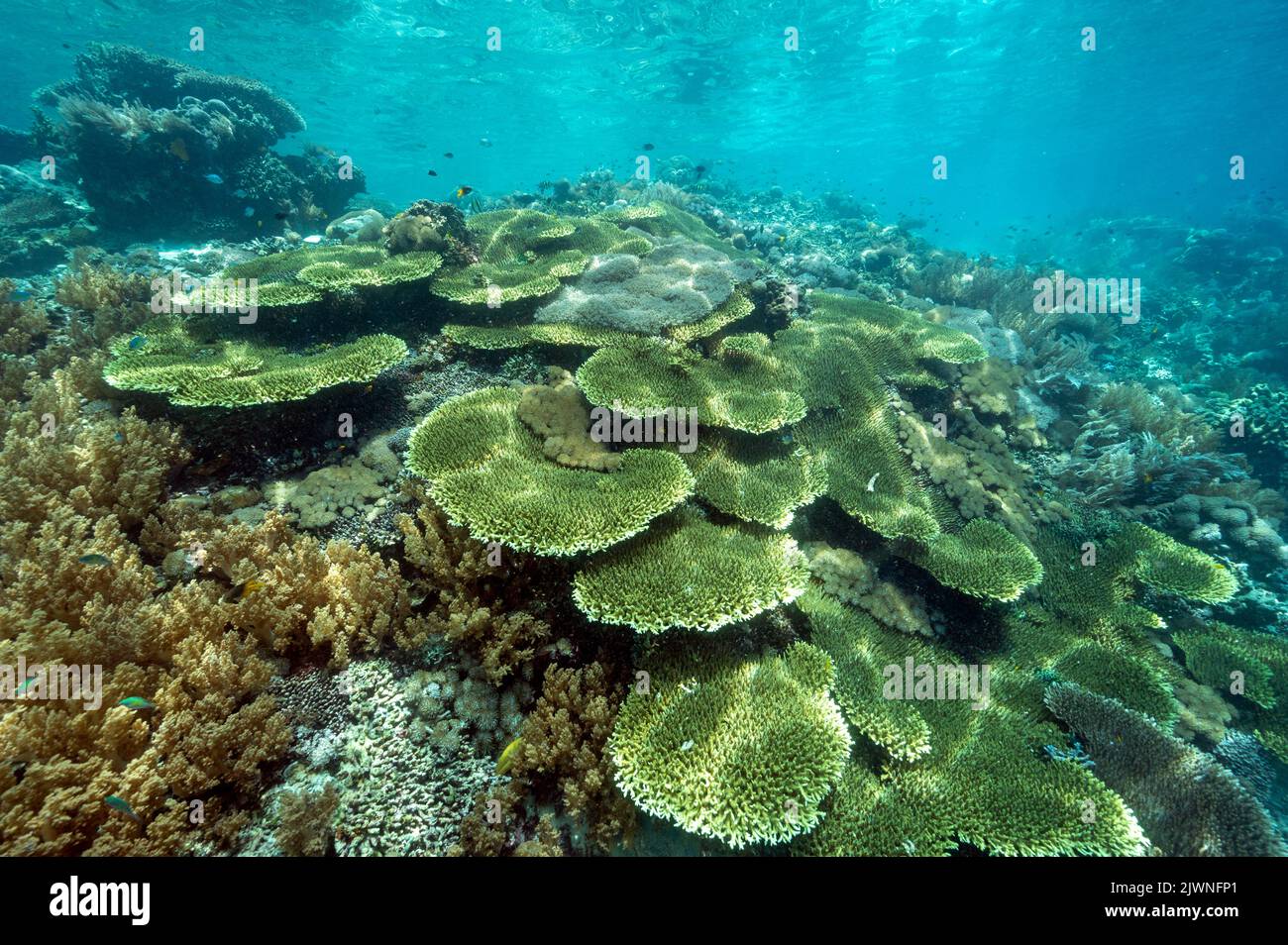 Récif pittoresque avec des coraux Acropora Raja Ampat Indonésie. Banque D'Images