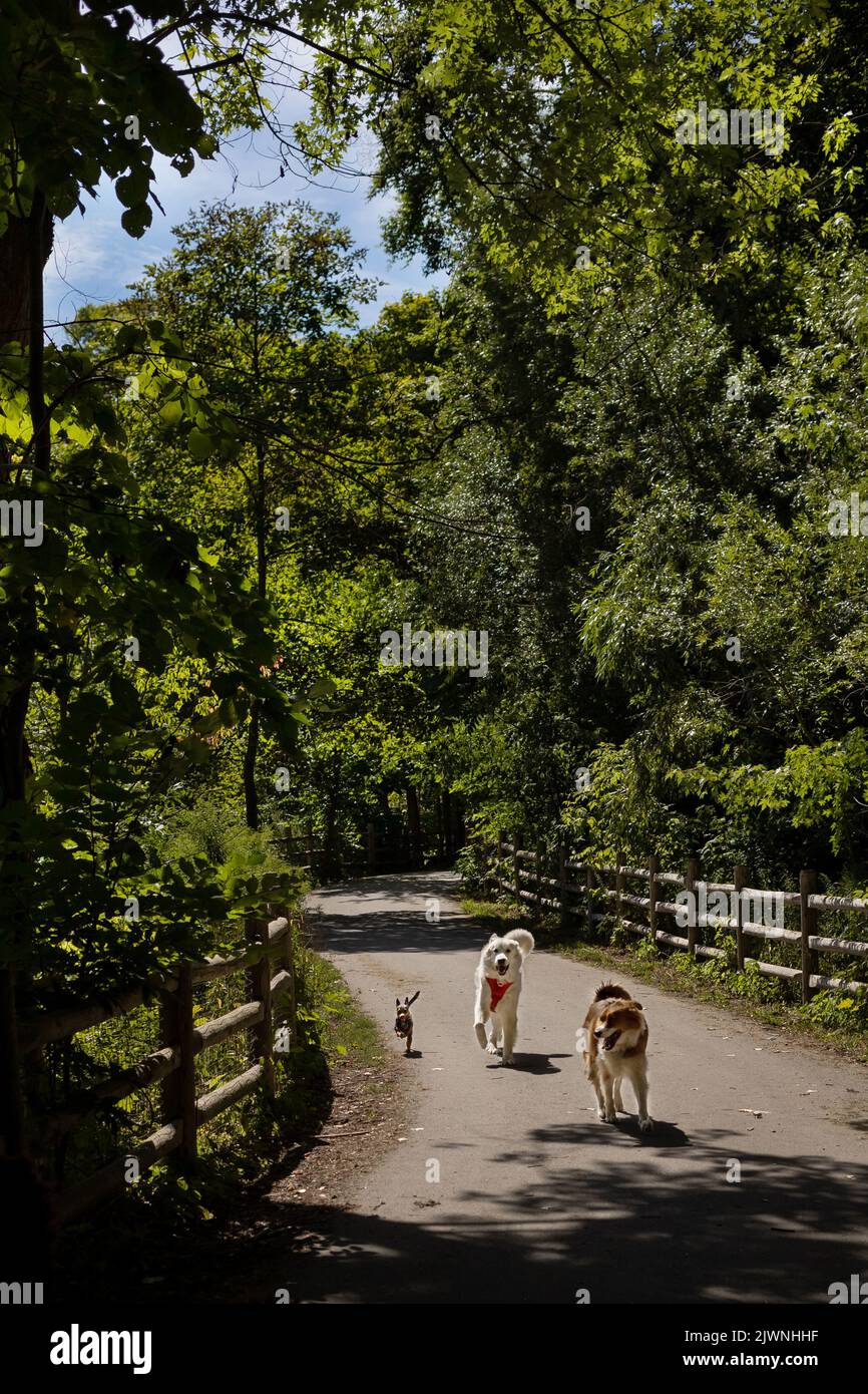 Chiens appréciant le parc pour chiens Banque D'Images