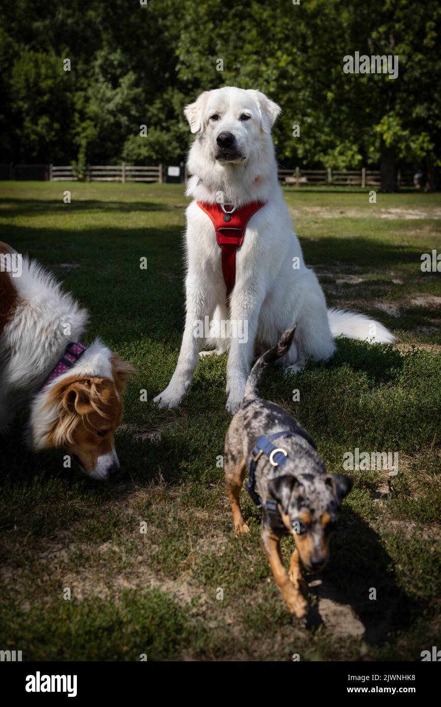 Chiens appréciant le parc pour chiens Banque D'Images