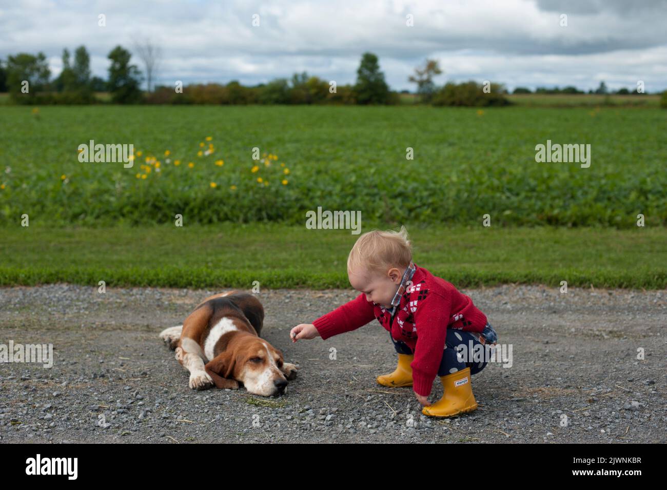 Un tout-petit en bottes de pluie pante un chien de chien fatigué sur une allée de gravier au milieu des champs de campagne. Banque D'Images