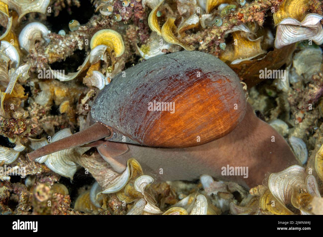 Escargot de mer, Melo miltonis, Vollutidae, Raja Ampat Indonésie Banque D'Images