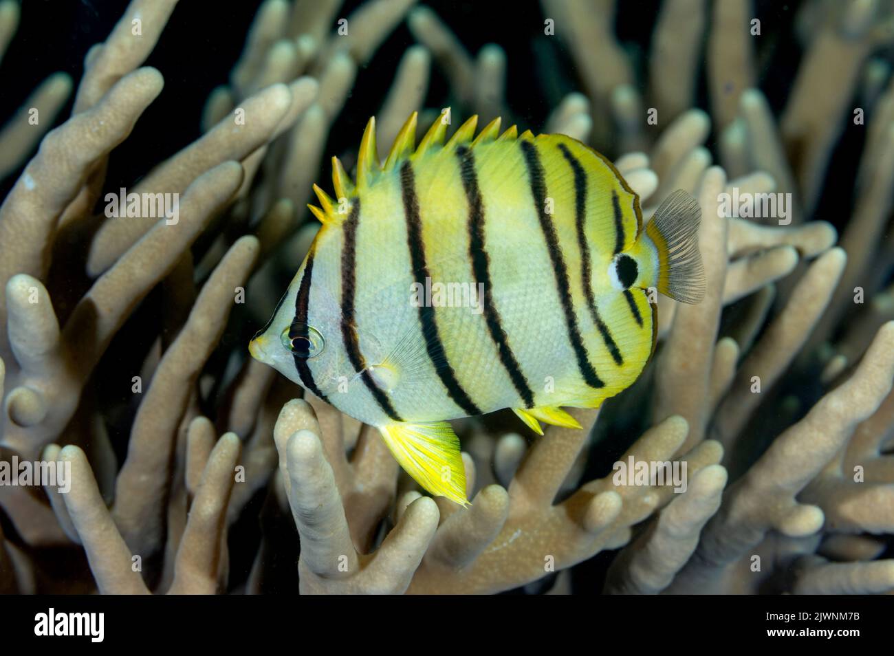 Poisson-mouche à huit bandes, Chaetodon octofasciatus, Raja Ampat Indonésie. Banque D'Images