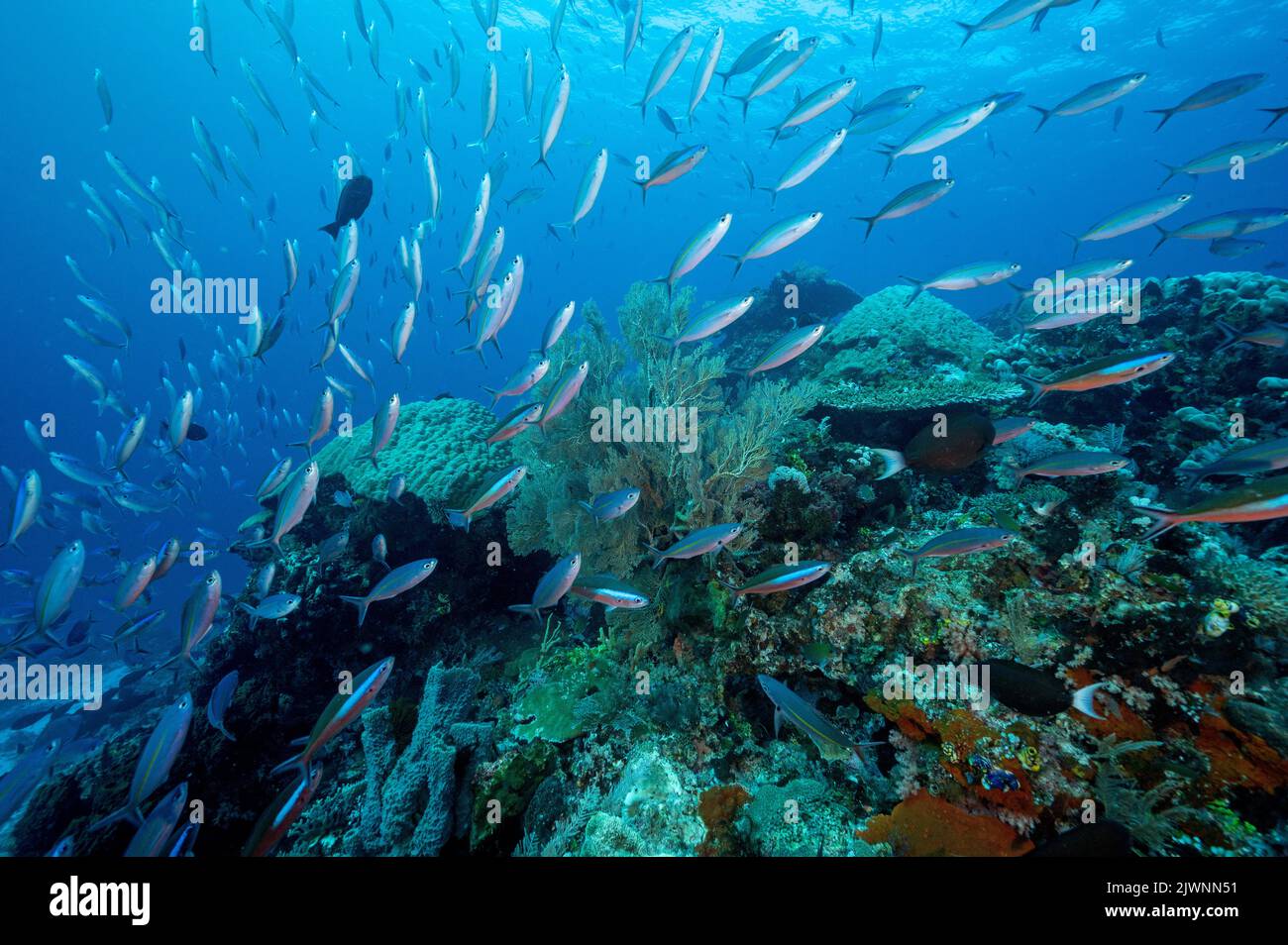 Récif pittoresque avec des fusiliers massifs et des poissons de mer, Raja Ampat Indonésie. Banque D'Images