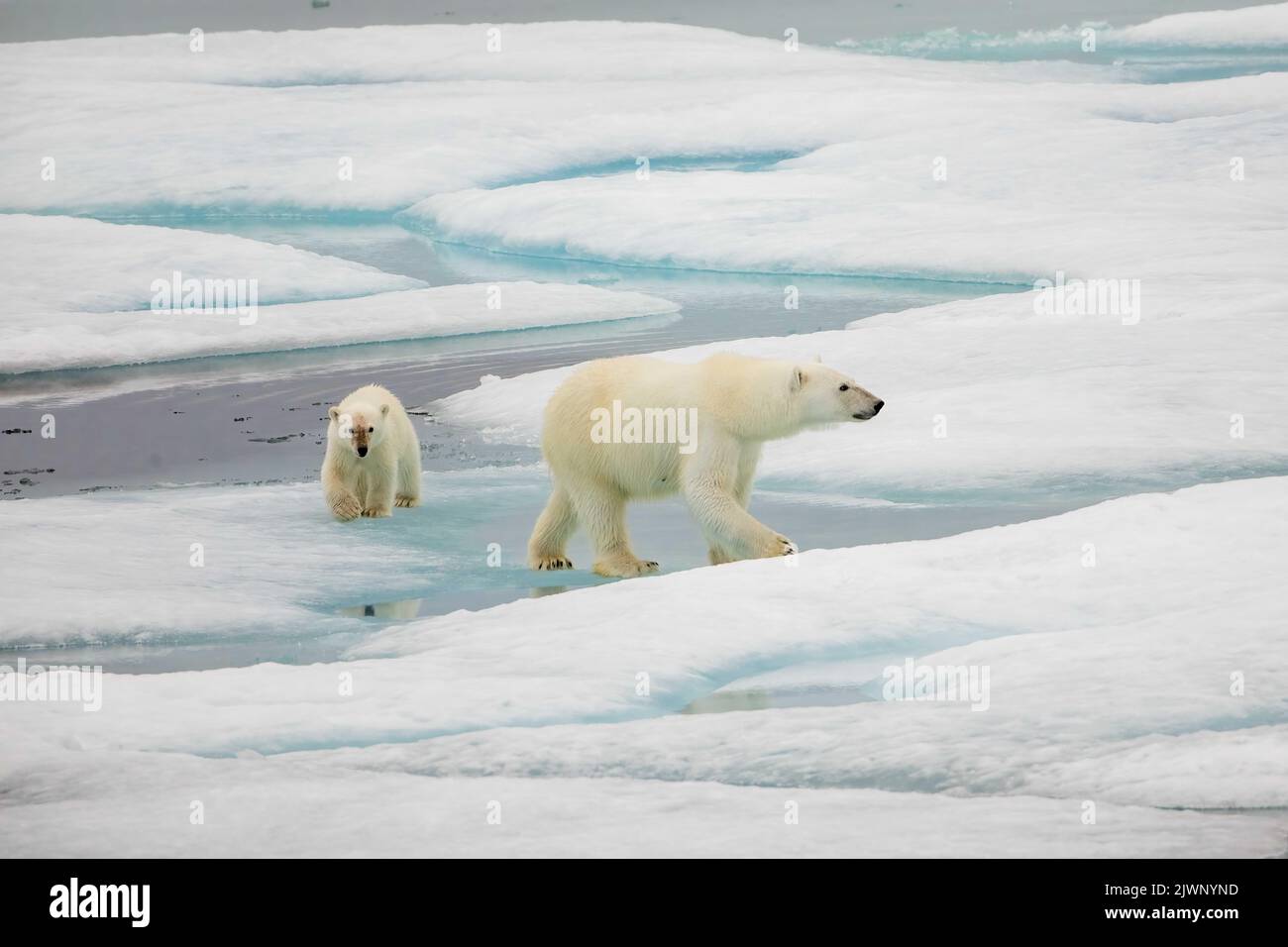 Ours polaire adulte et cub sur glace de mer dans la mer de Beaufort, Nunavut, Canada. Banque D'Images