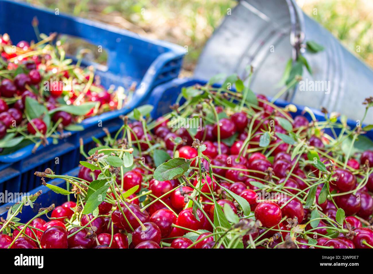 Cerises aigres dans un verger. Concept d'agriculture. Banque D'Images