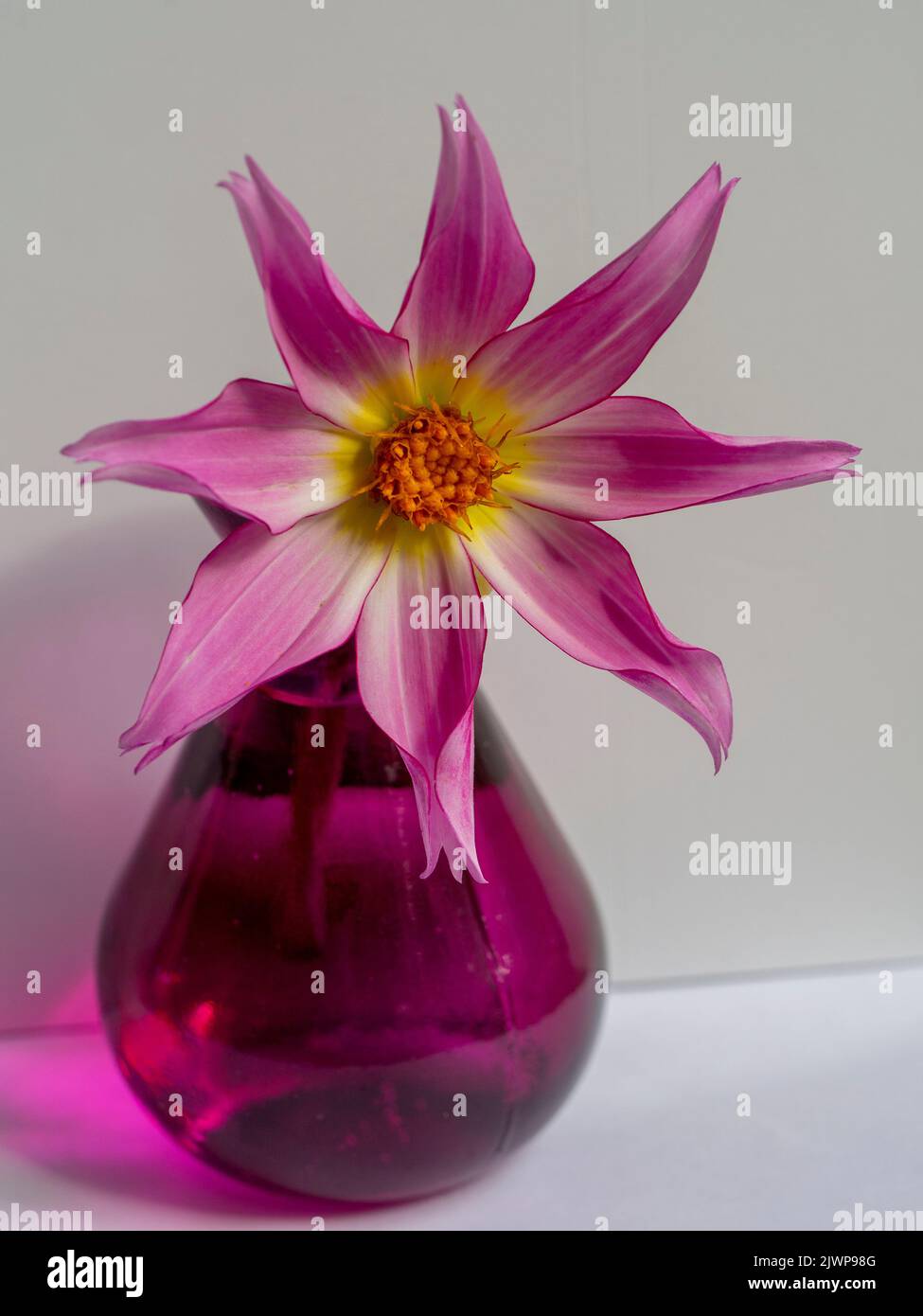 Un dahlia unique 'Honka Pink', dans un vase en verre violet. Banque D'Images