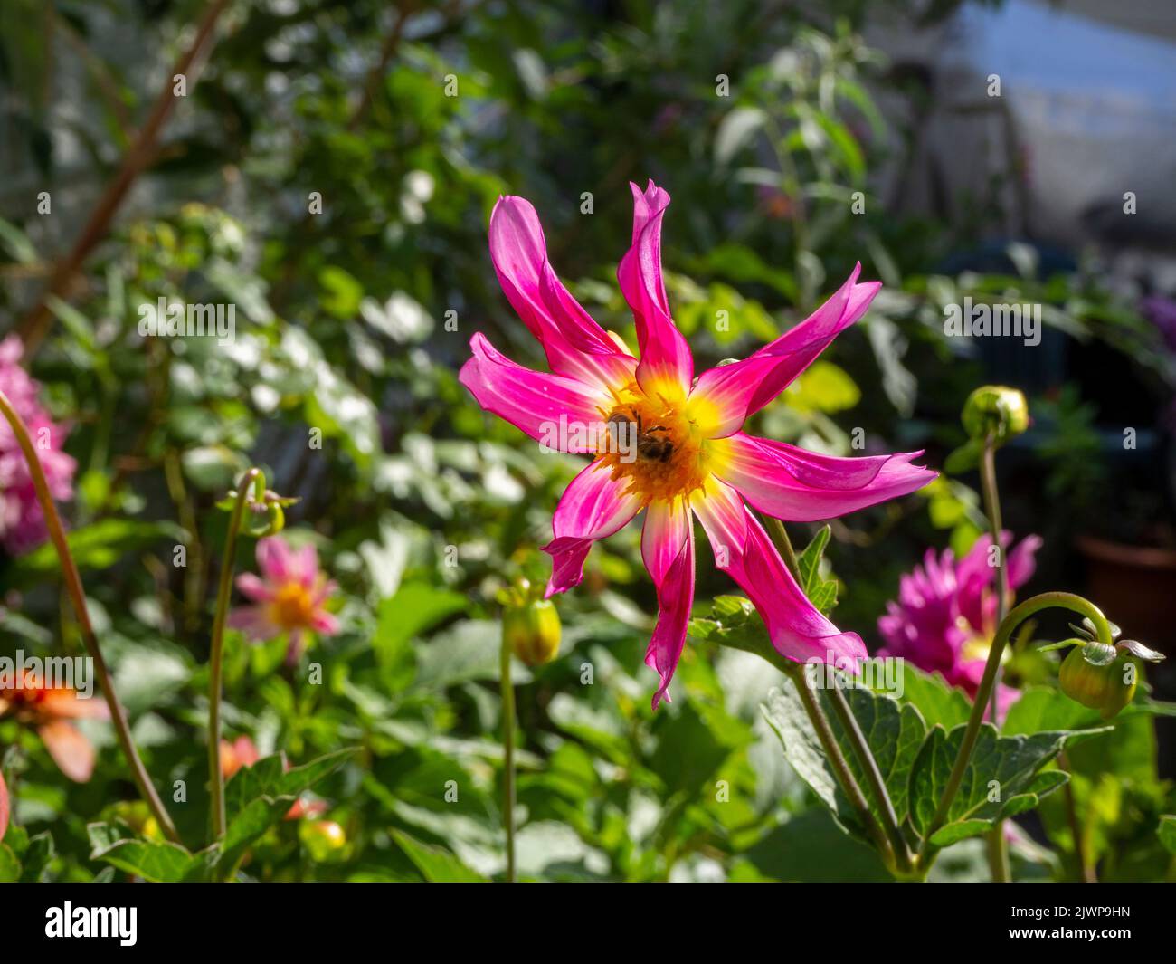 Dahlia 'Honka Pink' avec l'abeille pollinisant la fleur. Banque D'Images