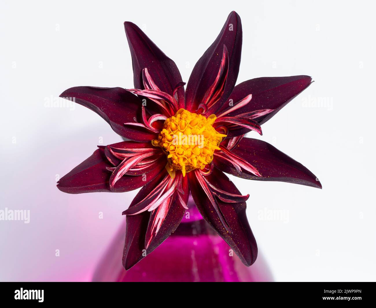Unique dahlia Veronne's Obsidian dans un vase en verre violet. Banque D'Images