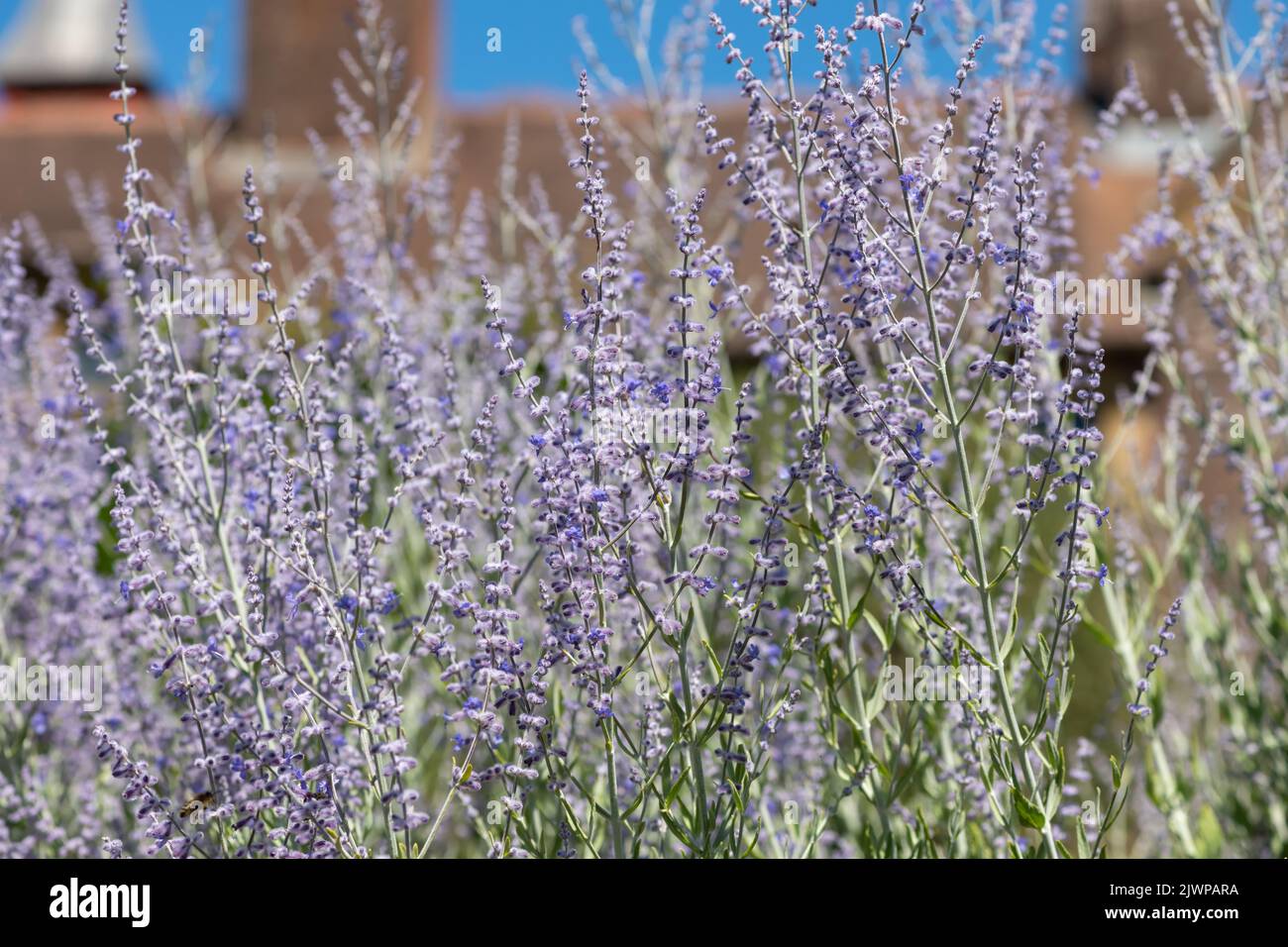 Gros plan de fleurs de sauge russe (salvia yangii) en fleurs Banque D'Images