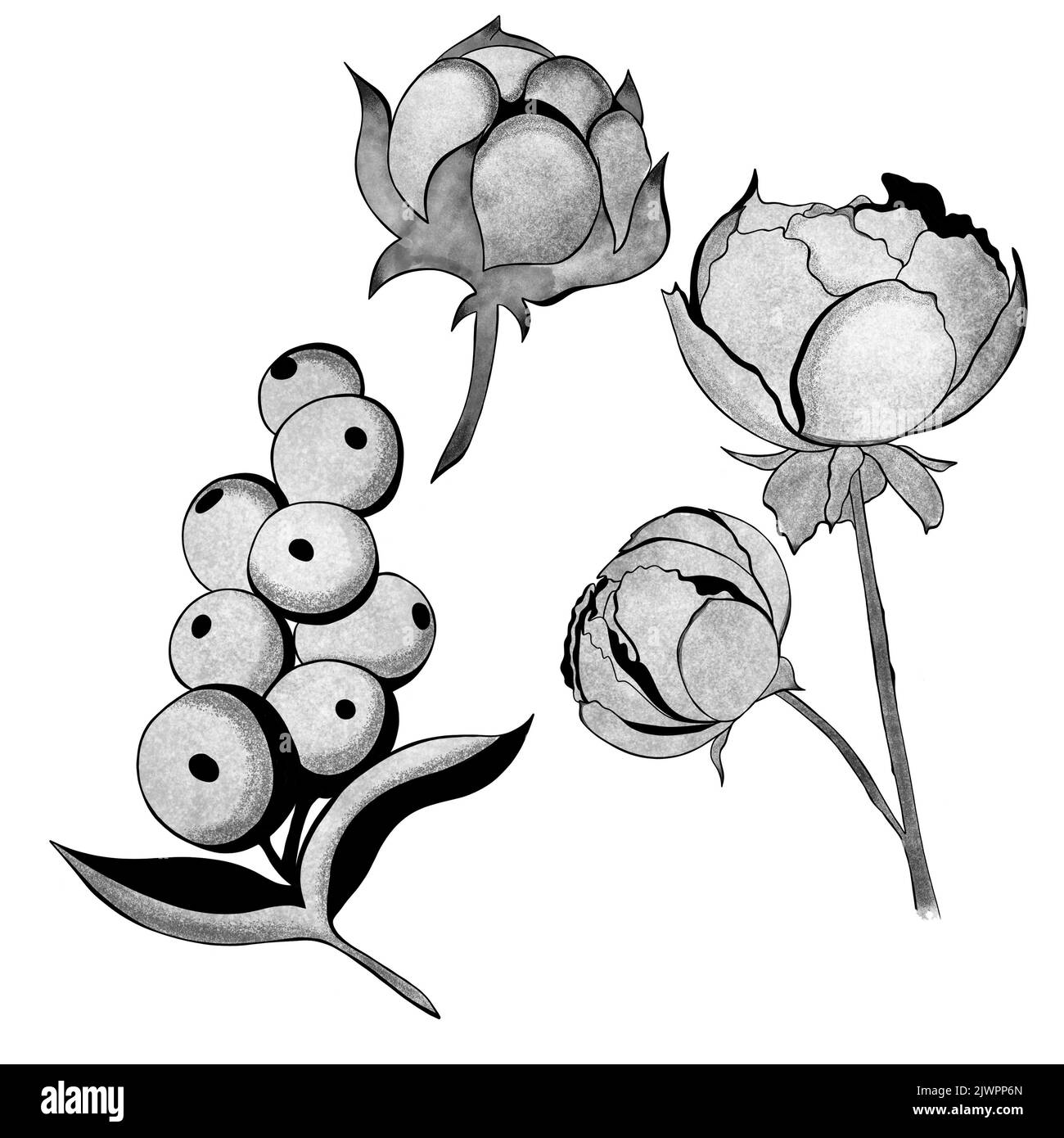 Grand ensemble de baies, fleurs et coton. Modèle d'élément botanique pour la conception graphique, décor de mariage, textiles, cadeau souvenir, impression de papeterie Banque D'Images