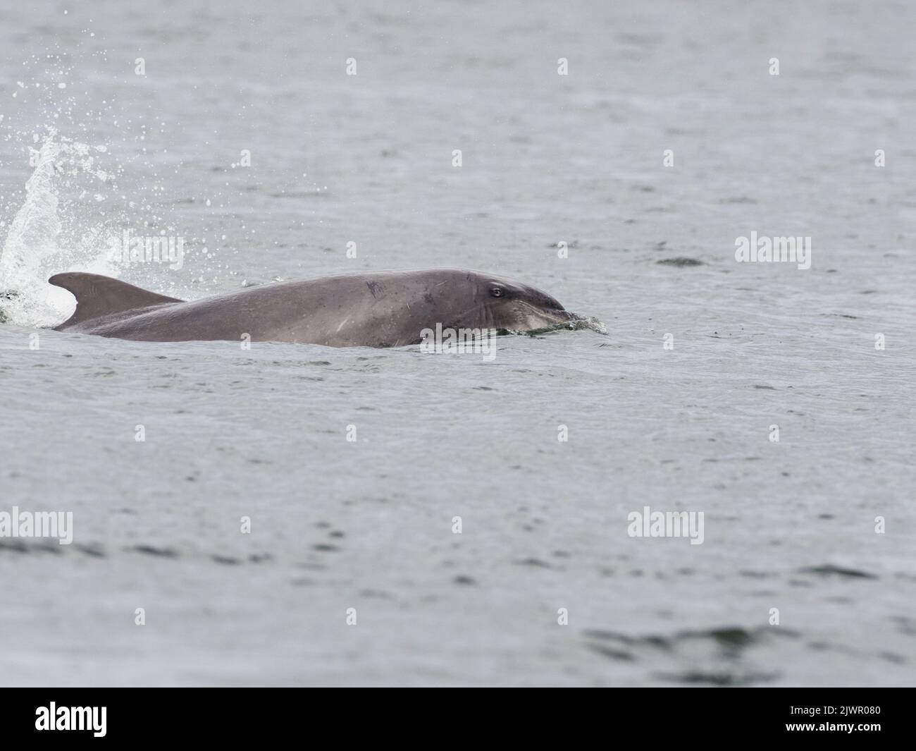 Grand dauphin (Tursiops truncatus) émerge dans le Moray Firth, Ecosse, Royaume-Uni Banque D'Images