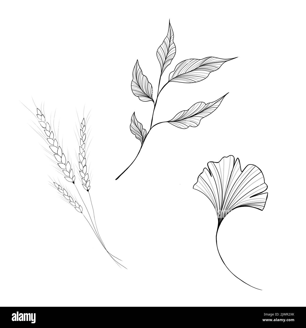 Illustration du jeu de plantes à main levée Banque D'Images