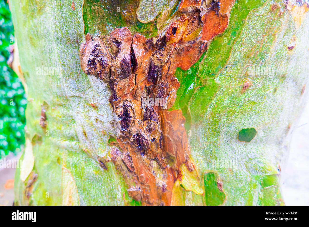 Arbre sycomore humide tronc motifs camouflage Banque D'Images