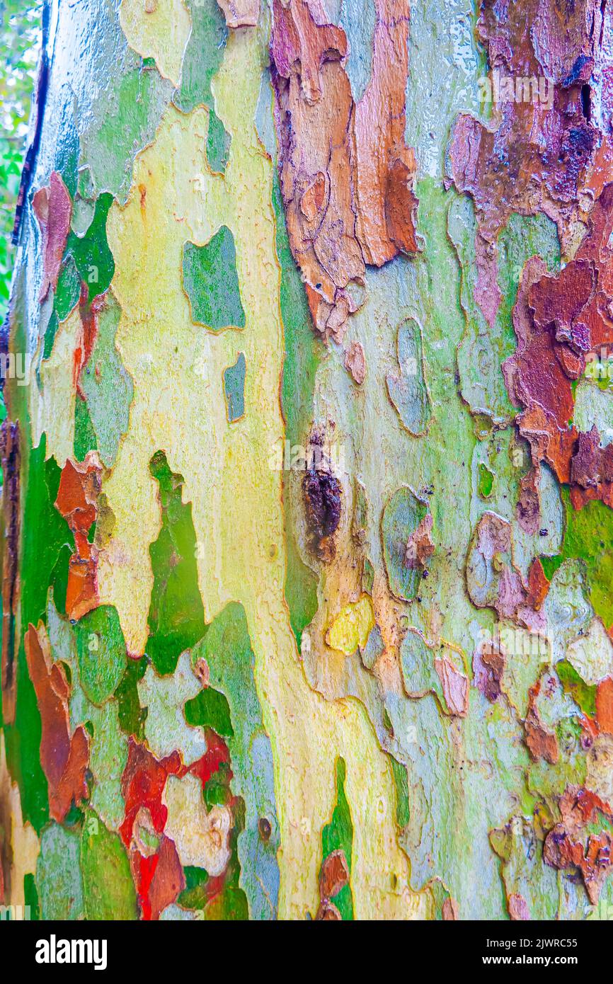 Arbre sycomore humide tronc motifs camouflage Banque D'Images