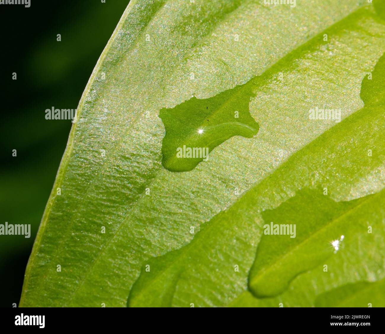 Gros plan des gouttes de pluie sur une feuille de hosta. Banque D'Images
