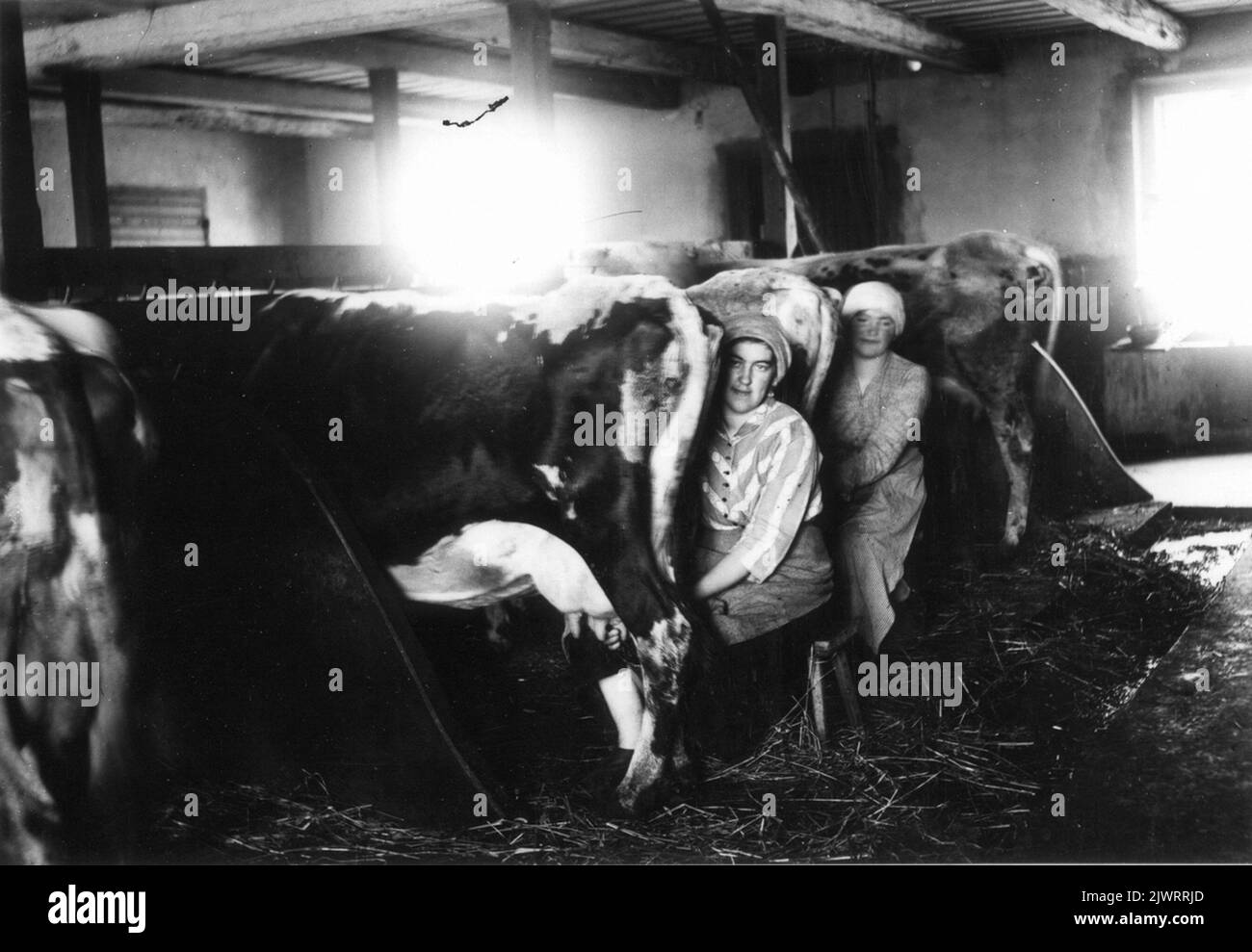 Les femmes de ménage Beda Lundgren et Agnes Andersson latent les vaches à Nils-Nils. Photo 1917-1918. Pigorna Beda Lundgren och Agnes Andersson mjölkar korna i Nils-Nils. Foto 1917-1918. Banque D'Images