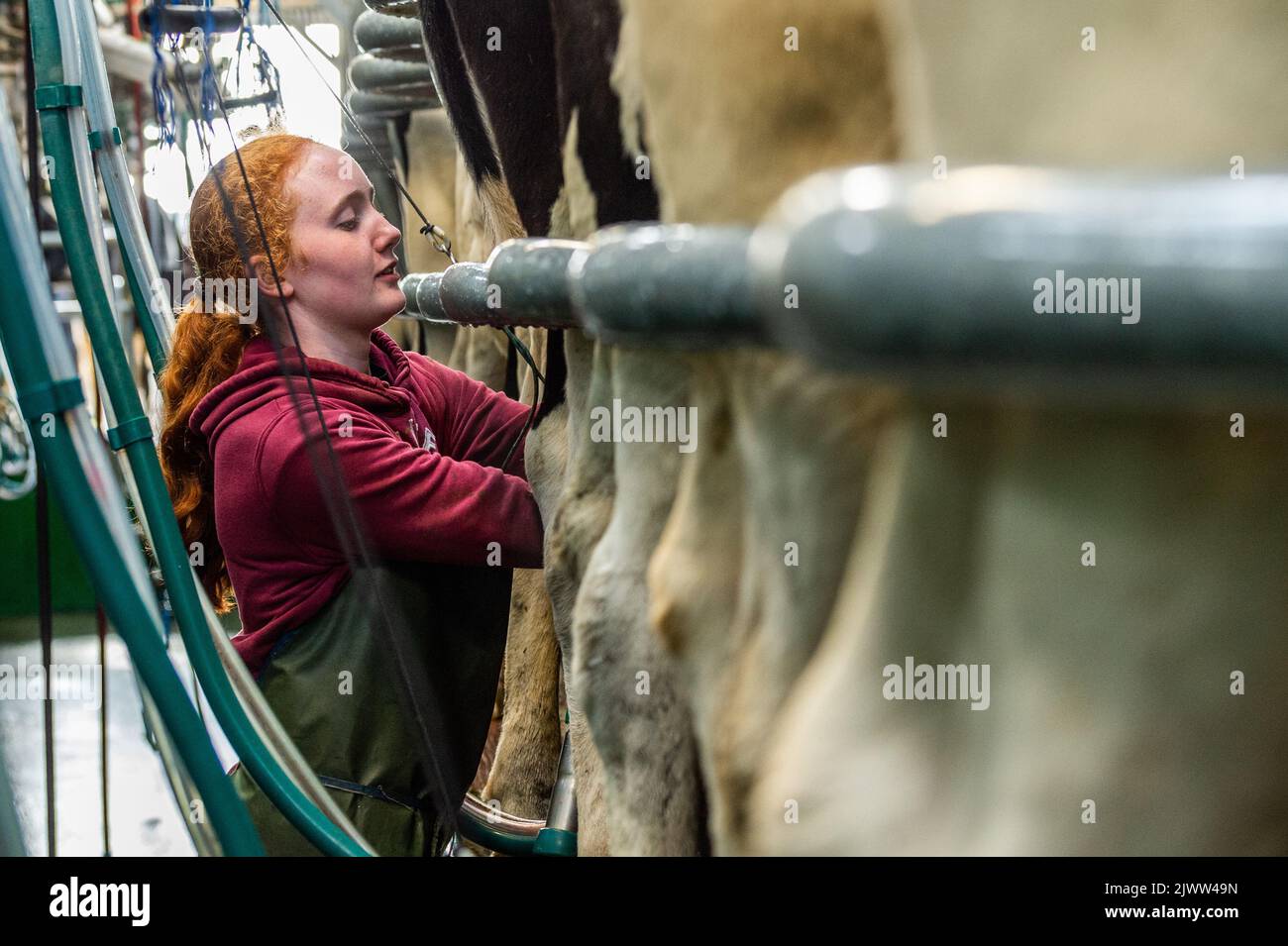 Agriculture: Timoleague, West Cork, Irlande. 6th septembre 2022. Le 160 fort troupeau de producteurs laitiers DJ Keohane sont milkés dans sa ferme de Timoleague, West Cork. Le fils de DJ, Daniel, 11 ans, et la fille Clíodhna, 15 ans, aident à la traite. Le salon accueille 20 vaches de chaque côté et le traite est terminé en une heure. DJ produit actuellement environ 20 litres par vache. Crédit : AG News/Alay Live News Banque D'Images