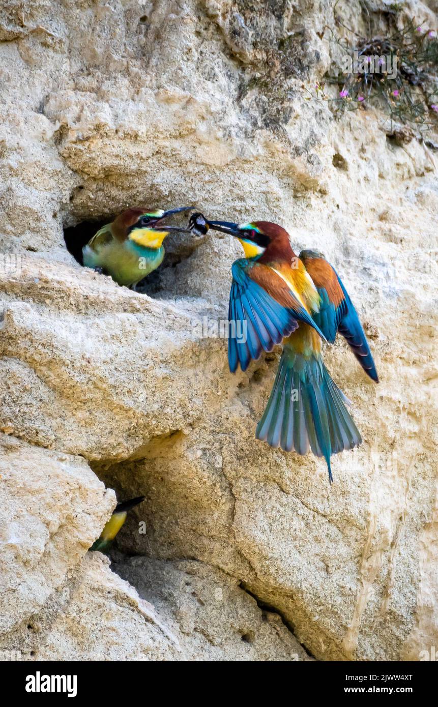 L'European Bee Eater (Merops Apiaster) nourrit des jeunes dans le Burrow de reproduction avec bourdon Banque D'Images