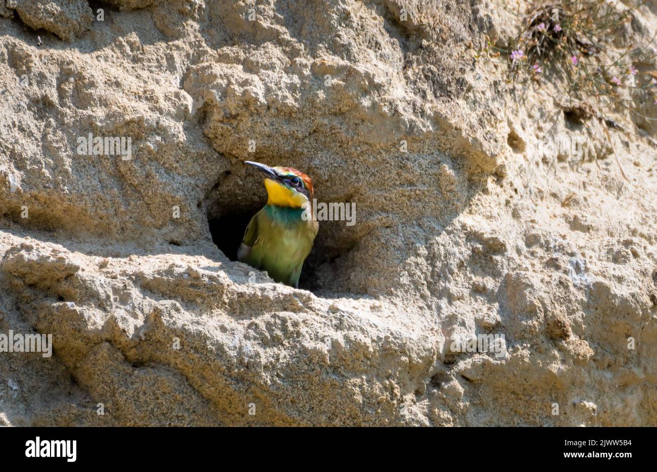 Nichée de Merops Apiaster (European Bee Eater) dans le Burrow reproducteur Banque D'Images