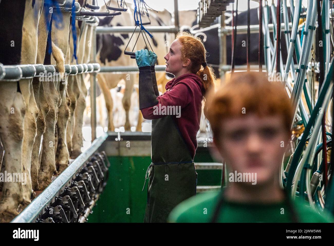 Agriculture: Timoleague, West Cork, Irlande. 6th septembre 2022. Le 160 fort troupeau de producteurs laitiers DJ Keohane sont milkés dans sa ferme de Timoleague, West Cork. Le fils de DJ, Daniel, 11 ans, et la fille Clíodhna, 15 ans, aident à la traite. Le salon accueille 20 vaches de chaque côté et le traite est terminé en une heure. DJ produit actuellement environ 20 litres par vache. Crédit : AG News/Alay Live News. Banque D'Images