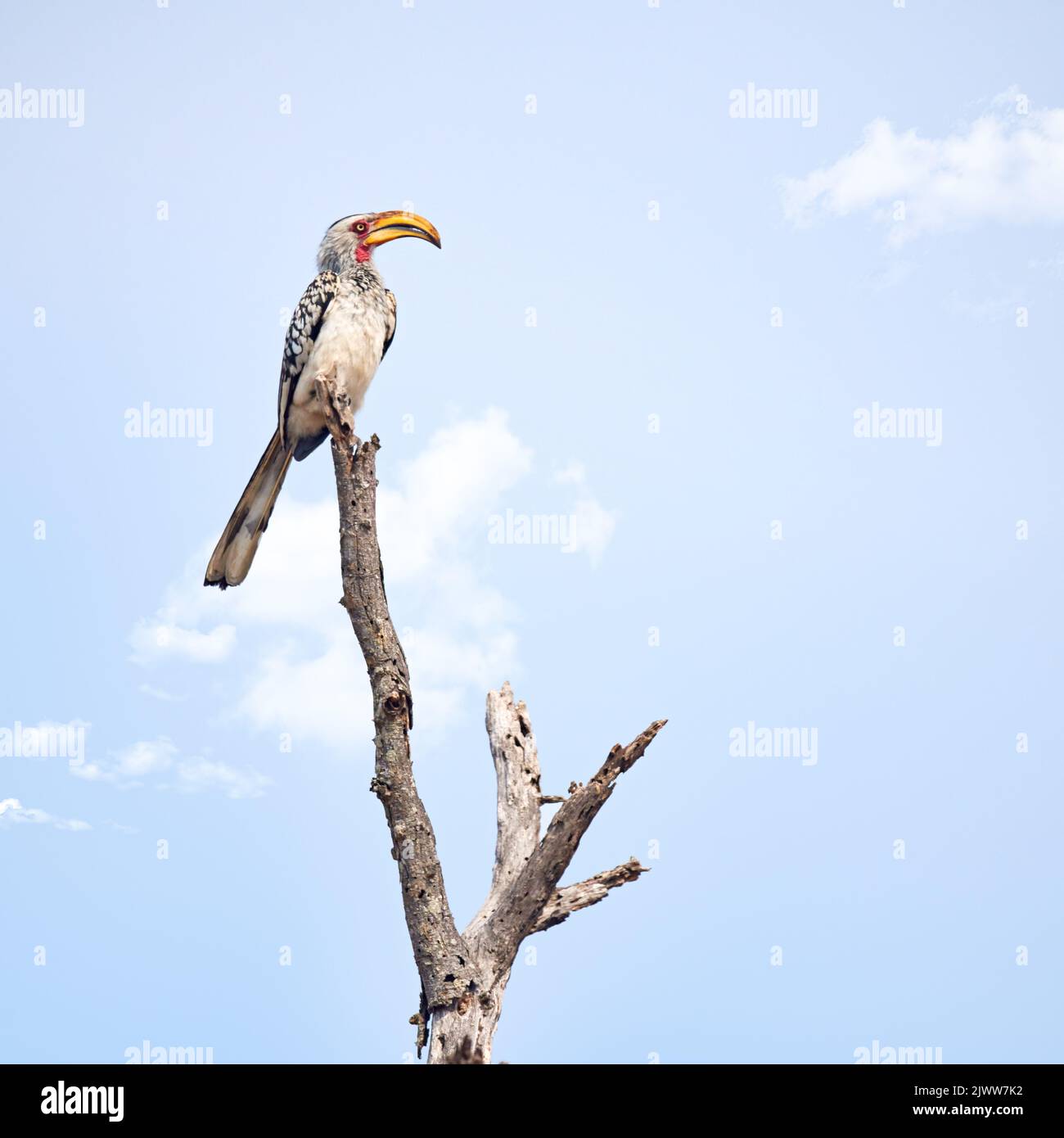 Sur sa perche. Prise de vue en longueur d'un Hornbill à bec rouge du sud perché sur une branche. Banque D'Images