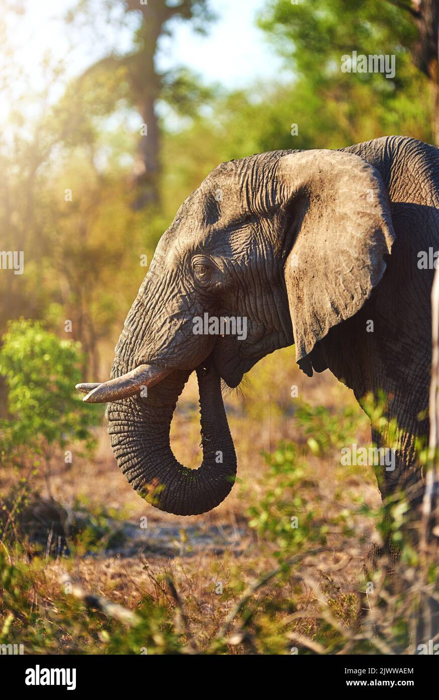 Un en-cas l'après-midi, un éléphant dans son habitat naturel. Banque D'Images