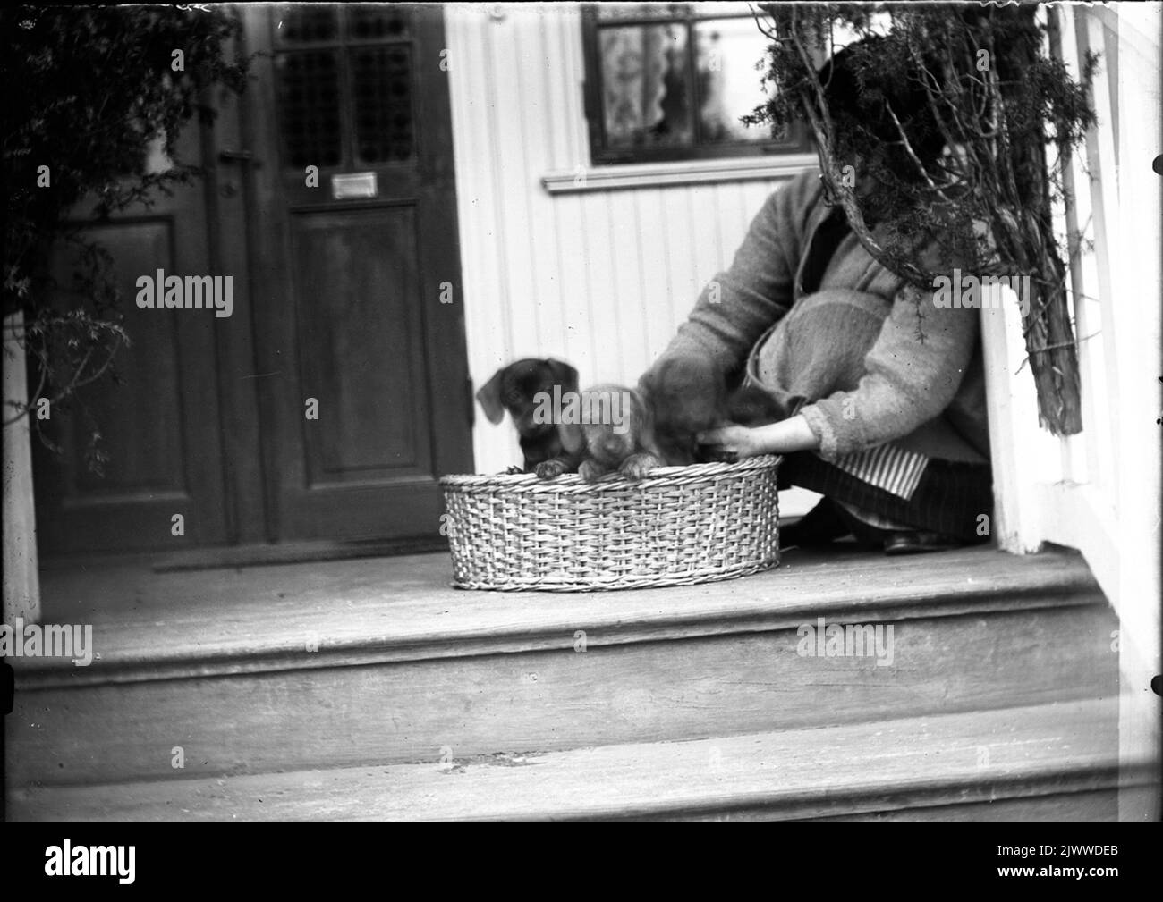 Chiots de chien dans un panier. Hundvalpar i en korg. Banque D'Images