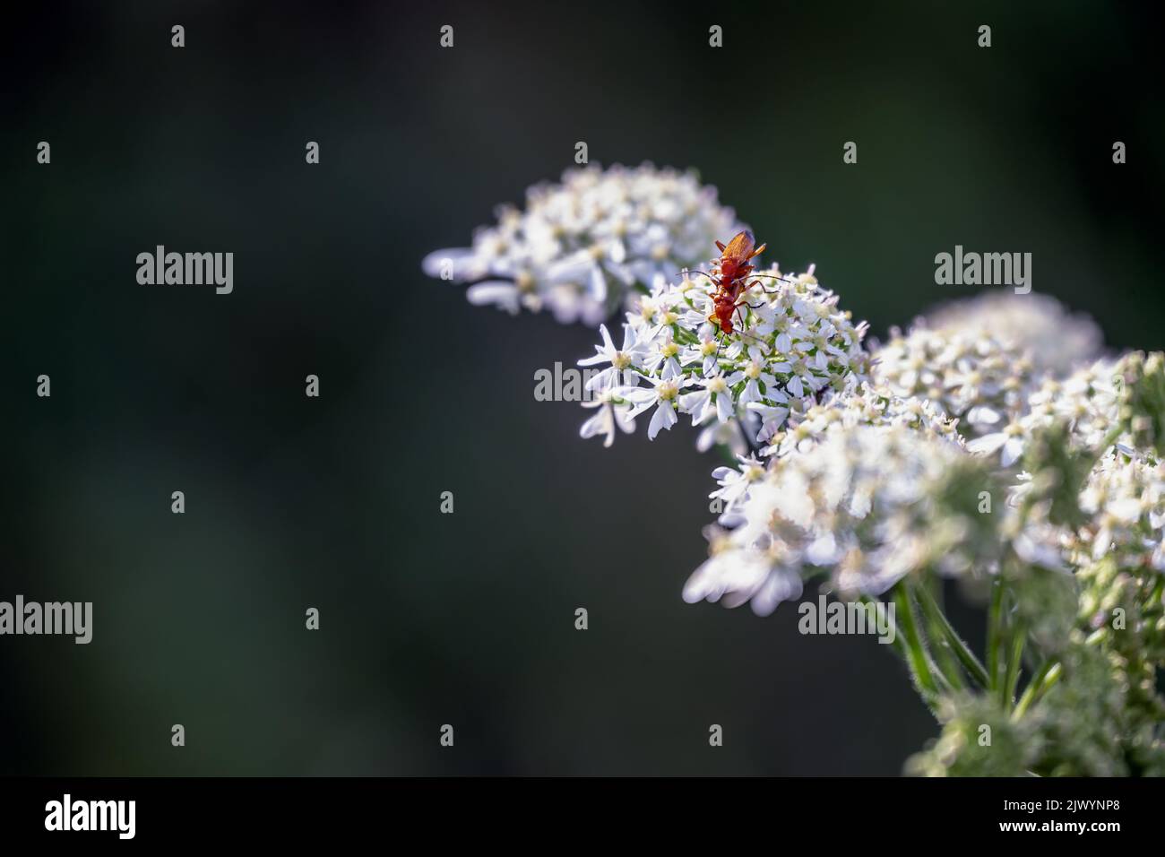 Rhagonycha fulva ou des soldats rouges coléoptères sur l'herbe à poux commune en été Banque D'Images
