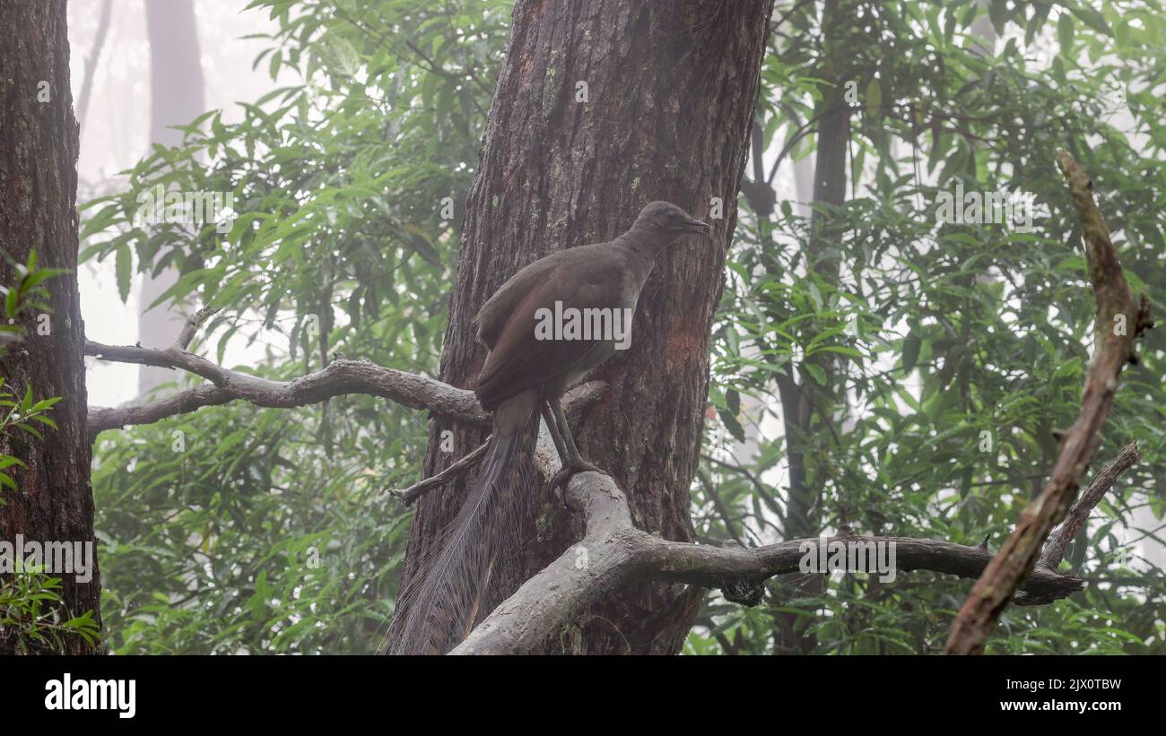 vue latérale d'un oiseau de race lyreimitant d'autres oiseaux tout en étant perché sur un arbre dans le brouillard des chutes fitzroy du parc national de morton dans la nsw, australie. Banque D'Images