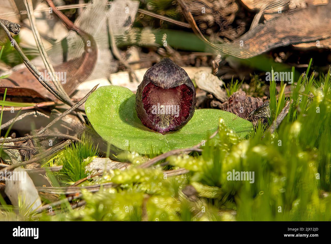 Corybas incurvus, laty Helmet-orchidée Banque D'Images