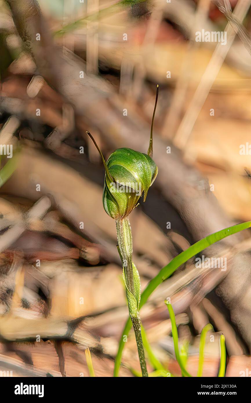 Pterostylis grandiflora, Cobra Greenhood Banque D'Images