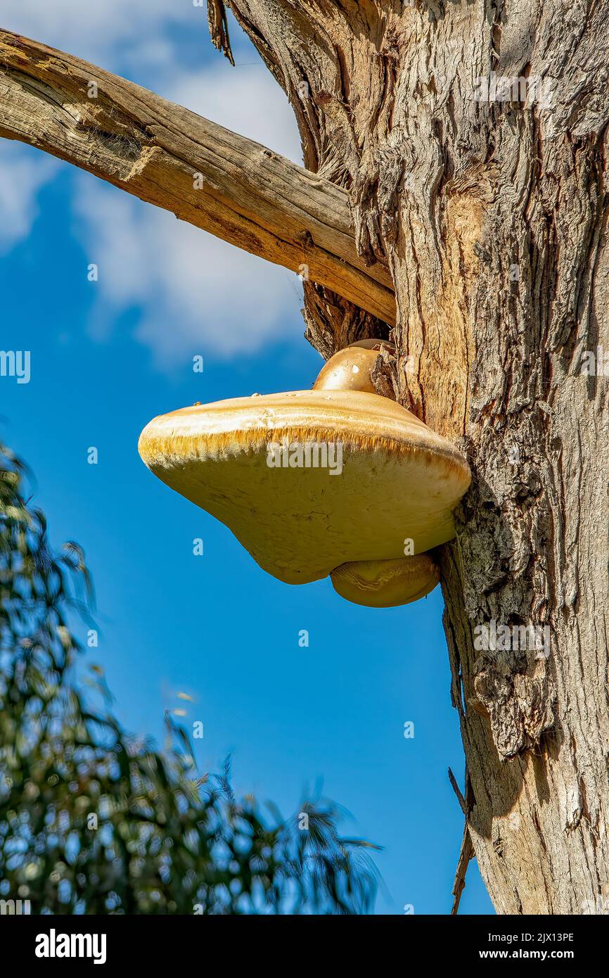 Laetiporus portentosus, Punk blanc Banque D'Images