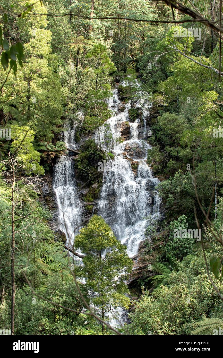 Wombelano Falls, parc national de Kinglake, Victoria, Australie Banque D'Images