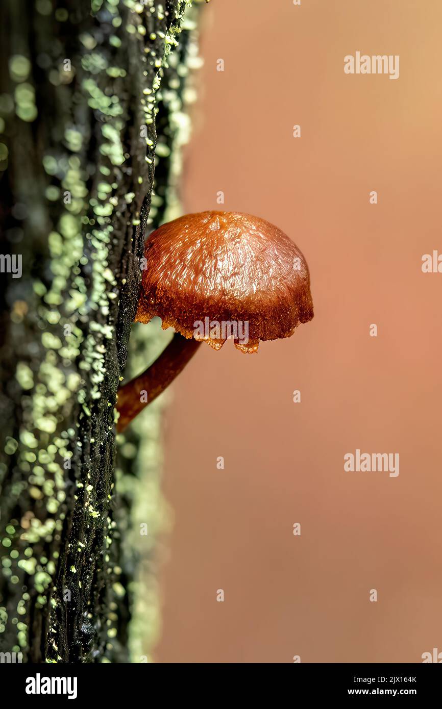 Cortinarius kula Banque D'Images