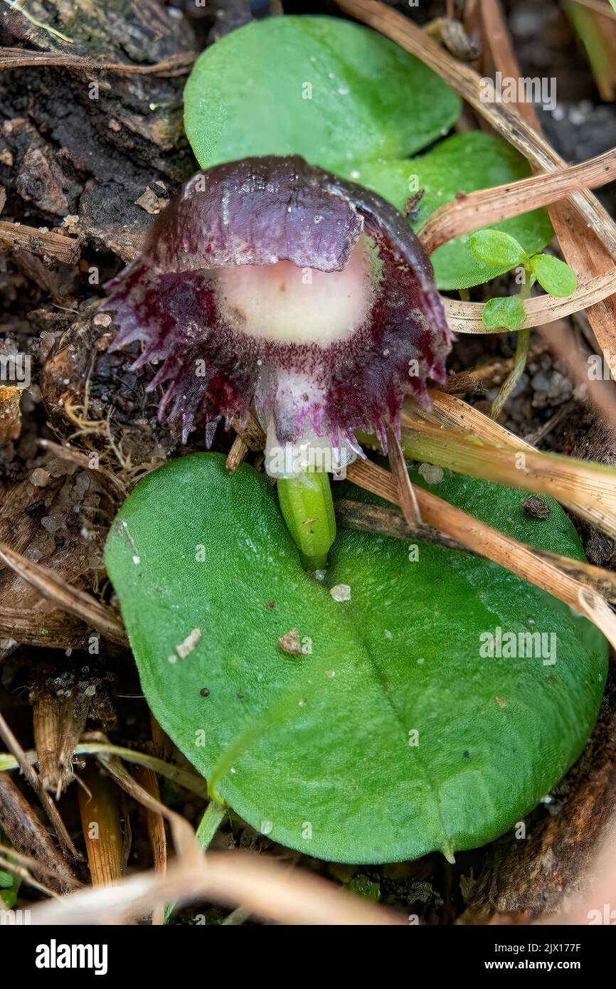 Corybas diemenicus, Helmet-orchidée veined Banque D'Images