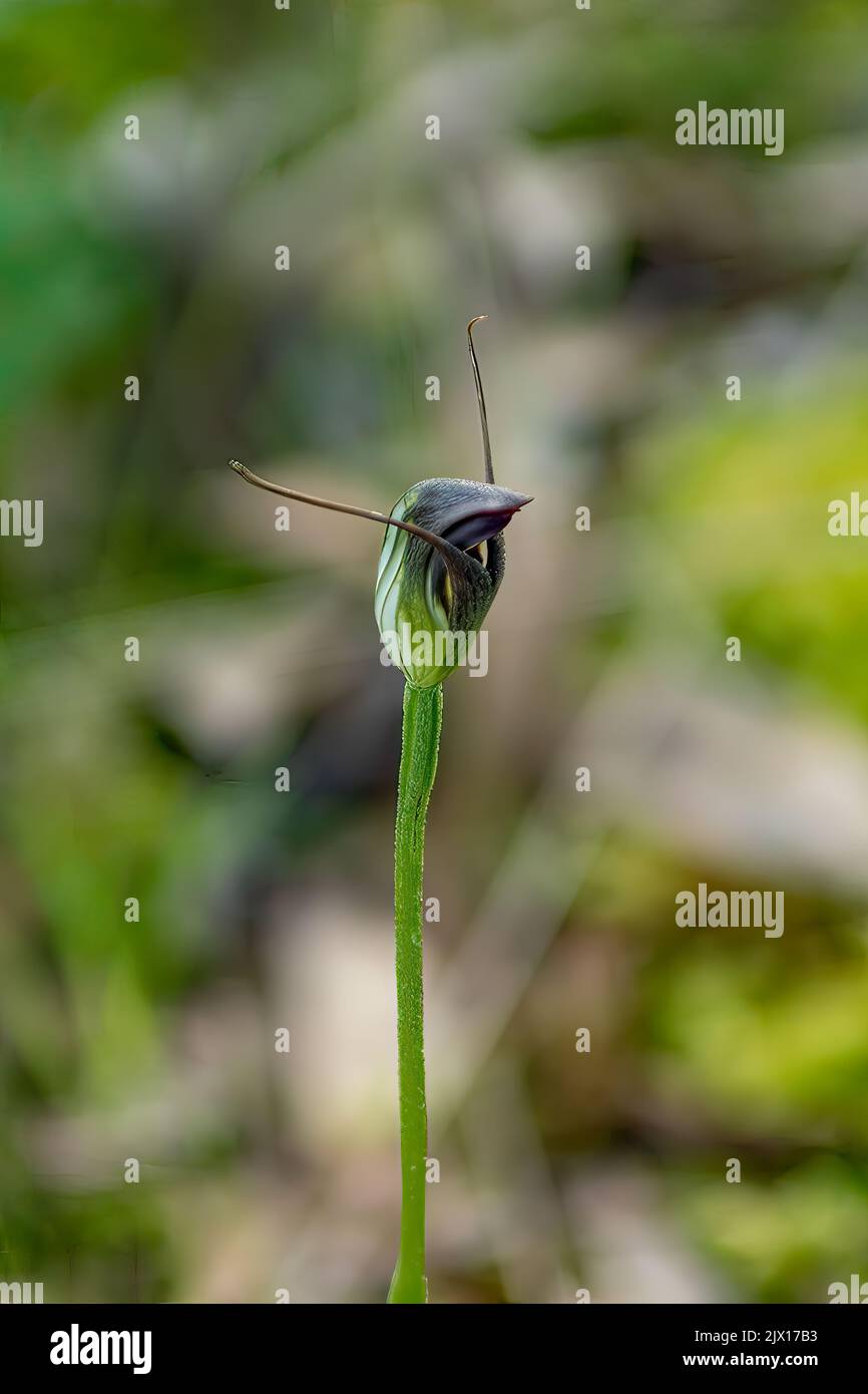 Pterostylis walkeri, Maroonhood Orchid Banque D'Images