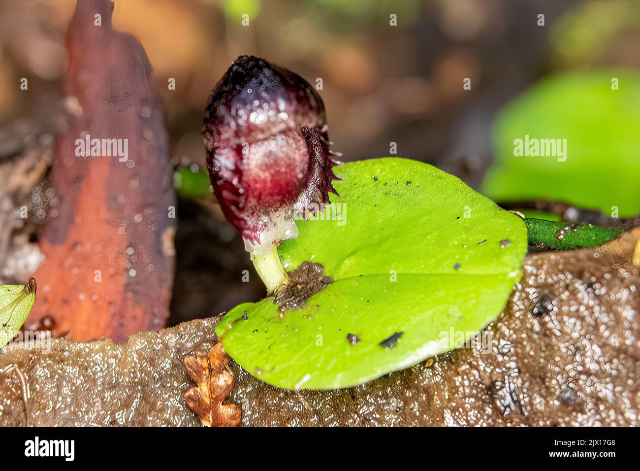 Corybas Grumulus, Helmet-orchidée de montagne Banque D'Images