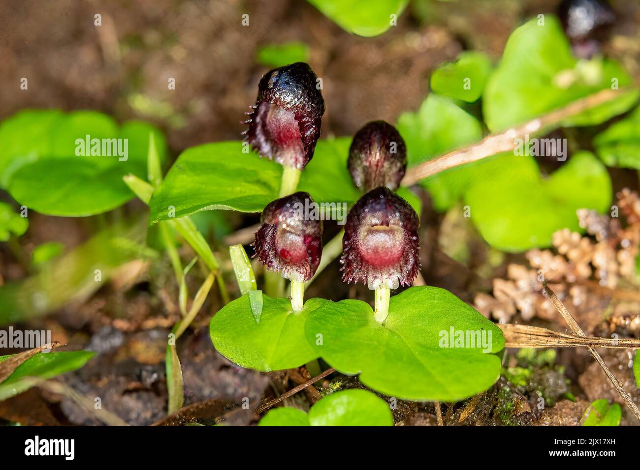 Corybas Grumulus, Helmet-orchidées de montagne Banque D'Images