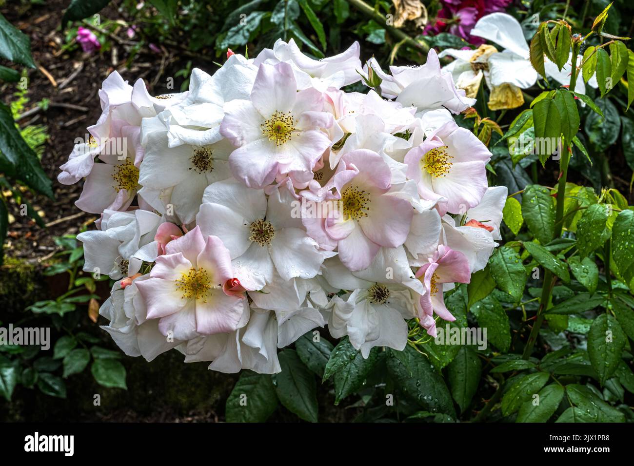 Fleurs de ‘Sally Holmes’ Rose Banque D'Images